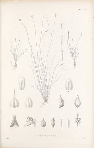 Carex capillacea N310 w1150