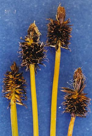 Carexnigricans.jpg