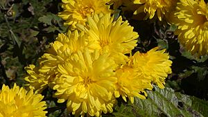 Chrysanthemum flowers yellow