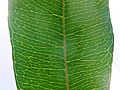 Chrysophyllum viridifolium, blaar-bearing, Manie vd Schijff BT, a