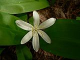 The solitary flower of Clintonia uniflora has six tepals and six stamens.