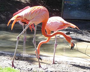 Columbus Zoo Flamingo