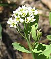 Comandra umbellata