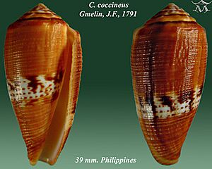 Conus coccineus 1.jpg