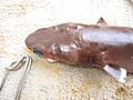 Cookiecutter shark noaa