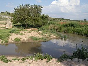 backwater of the Córcoles River as it passes through the area of Molino de la Pasadilla