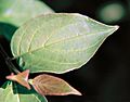 Cornus sericea leaf