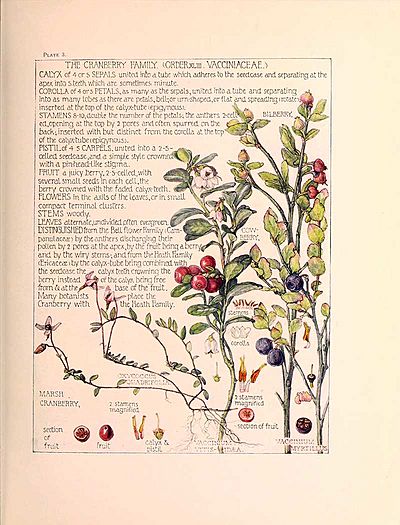 Cranberry-Flowers-Harriet-Adams