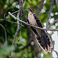 Dromococcyx phasianellus - Pheasant Cuckoo; Caxias, Maranhão, Brazil