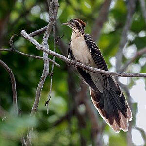 Dromococcyx phasianellus - Pheasant Cuckoo; Caxias, Maranhão, Brazil.jpg
