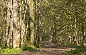 Early Spring Growth in Stanmer Park 2