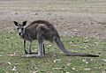Eastern gray kangaroo Macropus giganteus