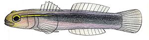 Elacatinus chancei.JPG