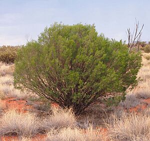 Eremophila sturtii habit