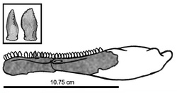 Eshanosaurus IVPP V11579