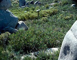 Eucalyptus acies (habit)