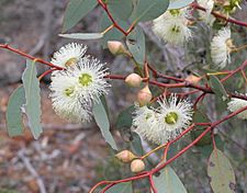 Eucalyptus ewartiana buds