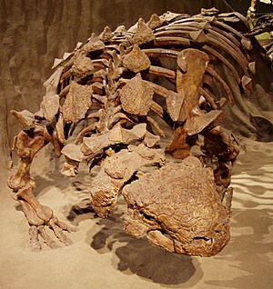 Euoplocephalus Royal Tyrell