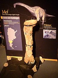 Fósiles del titanosauria del Chubut en el Museo Egidio Feruglio de Trelew 11