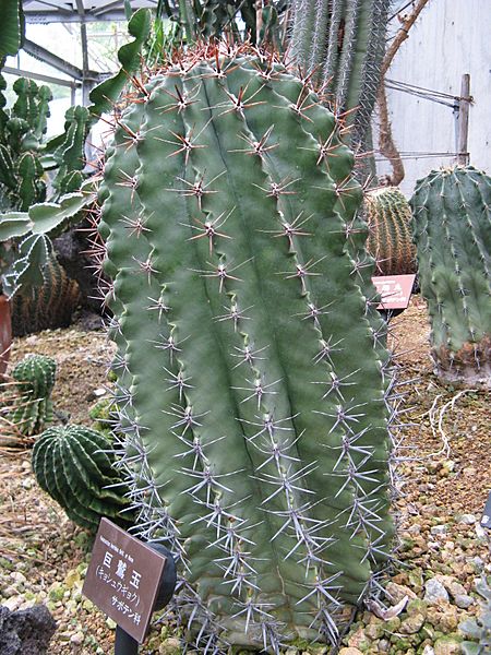 Ferocactus horridus1