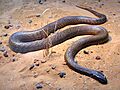 Fierce Snake-Oxyuranus microlepidotus