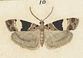 Fig 10 MA I437623 TePapa Plate-XXIV-The-butterflies full (cropped)