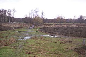 Footpath junction in Hothfield Common - geograph.org.uk - 1605524.jpg