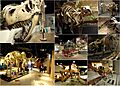 Fossils on display at the AzMNH