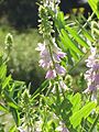 Galegaofficinalis03