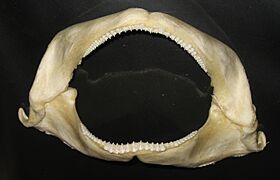 Ginglymostoma cirratum teeth 1