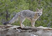 Gray Fox.jpg