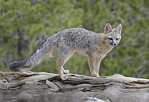 Gray Fox