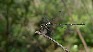 Grey-chested Flatwing (8061690016).jpg