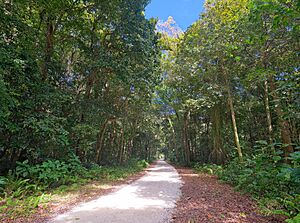 Hakupu-Liku Road through Huvalu Forest