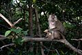 Happy Long Tailed Macaques At Pantai Kelanang Beach, Malaysia 02