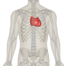 Heart near