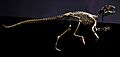 Heterodontosaurus skeleton