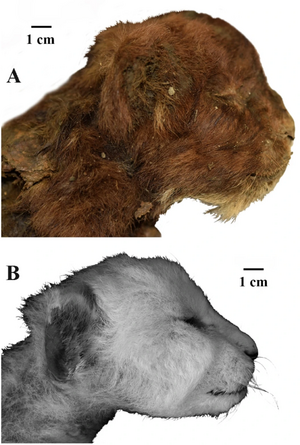 Homotherium latidens cub mummy fig2.webp