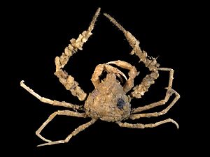 Inachus dorsettensis.jpg
