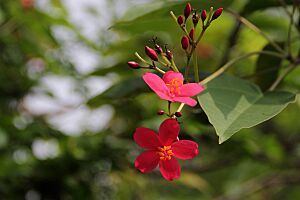 Jatropha pandurifolia 02