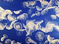 Jellyfish swarm