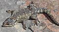 Karusasaurus polyzonus 15419871