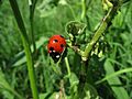 Ladybug aphids