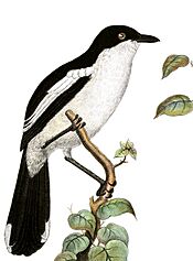 Laniarius bicolor sticturus