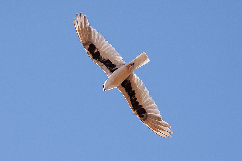 Letter-winged Kite (Elanus scriptus)3