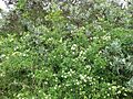 Ligustrum vulgare001