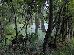 Magnolia-plantation-Audubon-swamp-sc1