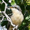 Mangrove Cuckoo . Coccyzus minor - Flickr - gailhampshire
