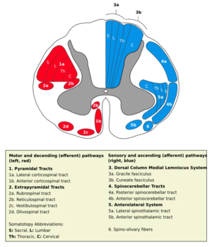 Medulla spinalis - tracts - English