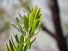 Melaleuca pyramidalis (foliage)